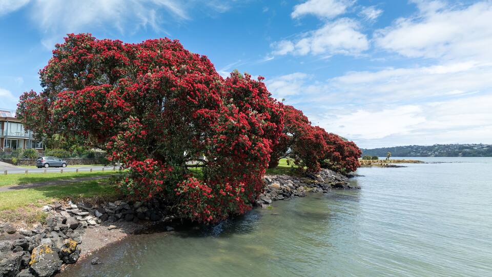 Ein großer Baum mit roten Blüten an einem See.