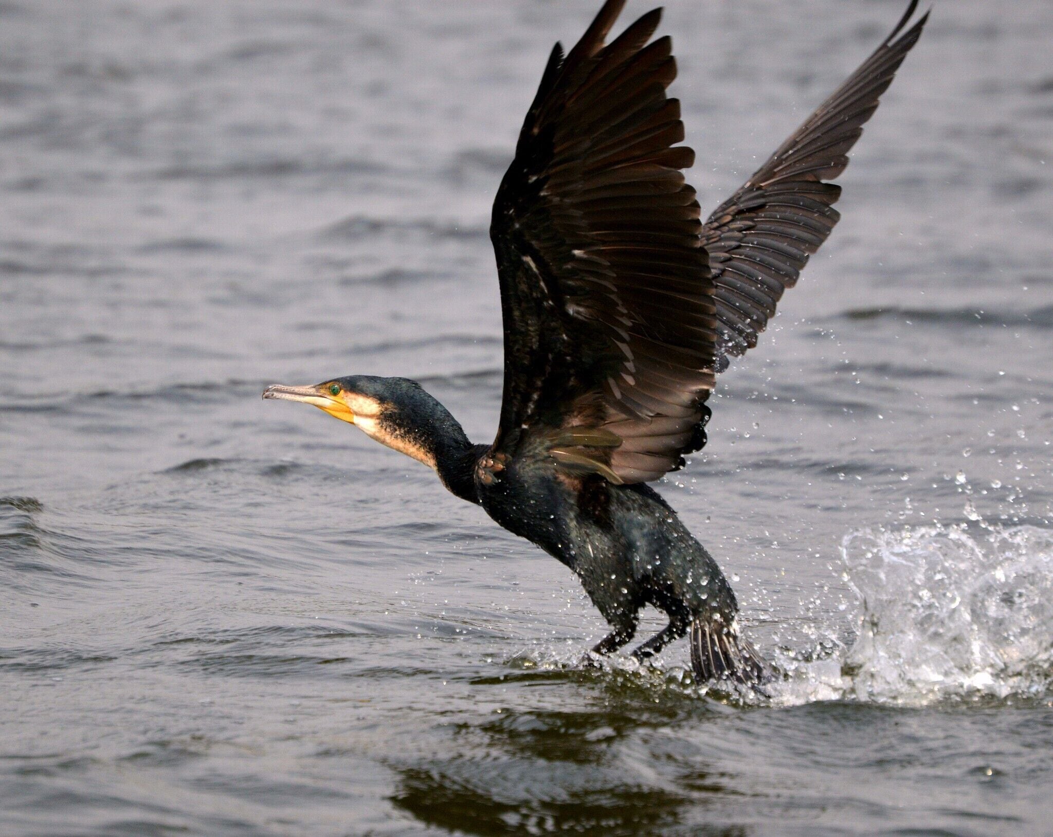 Lake Bunyonyi- which translates to place of many little birds, is an appropriate name for this paradise. 

Bunyonyi is a must see if you are in Uganda. 29 islands dot the spectacular lake which is the deepest in Uganda. 

Stay at Entusi Resort and Retreat Center: a gorgeous space used for community engagement located right on the lake and only reachable by boat.