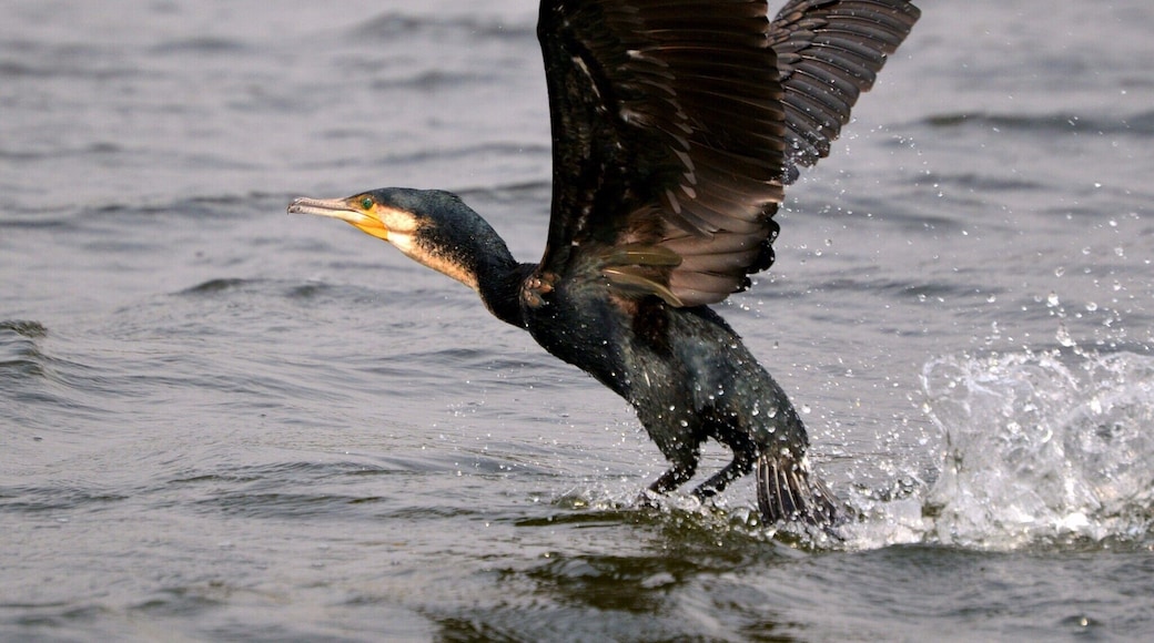 Lake Bunyonyi- which translates to place of many little birds, is an appropriate name for this paradise.
Bunyonyi is a must see if you are in Uganda. 29 islands dot the spectacular lake which is the deepest in Uganda.
Stay at Entusi Resort and Retreat Center: a gorgeous space used for community engagement located right on the lake and only reachable by boat.