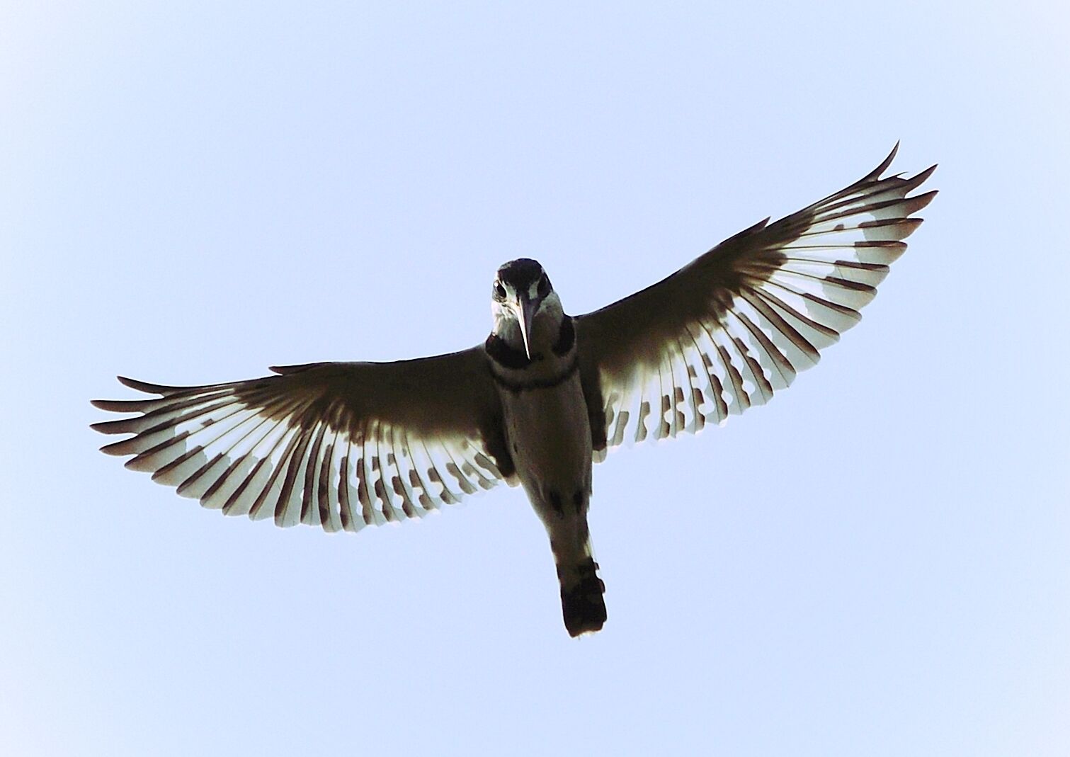 I usually don't like shooting directly in to the sun, but I loved the outline of this little one's wings with the sun to its back. 

Lake Bunyonyi- which translates to place of many little birds, is an appropriate name for this paradise. 

Bunyonyi is a must see if you are in Uganda. 29 islands dot the spectacular lake which is the deepest in Uganda. 

Stay at Entusi Resort and Retreat Center: a gorgeous space used for community engagement located right on the lake and only reachable by boat.