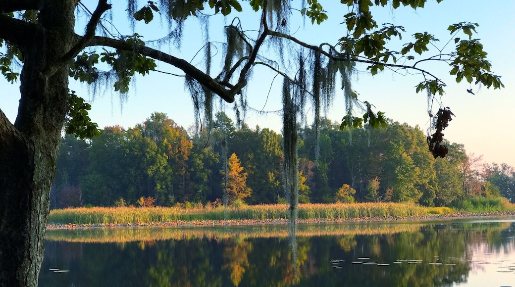 Fall color's on Lake Seminole.