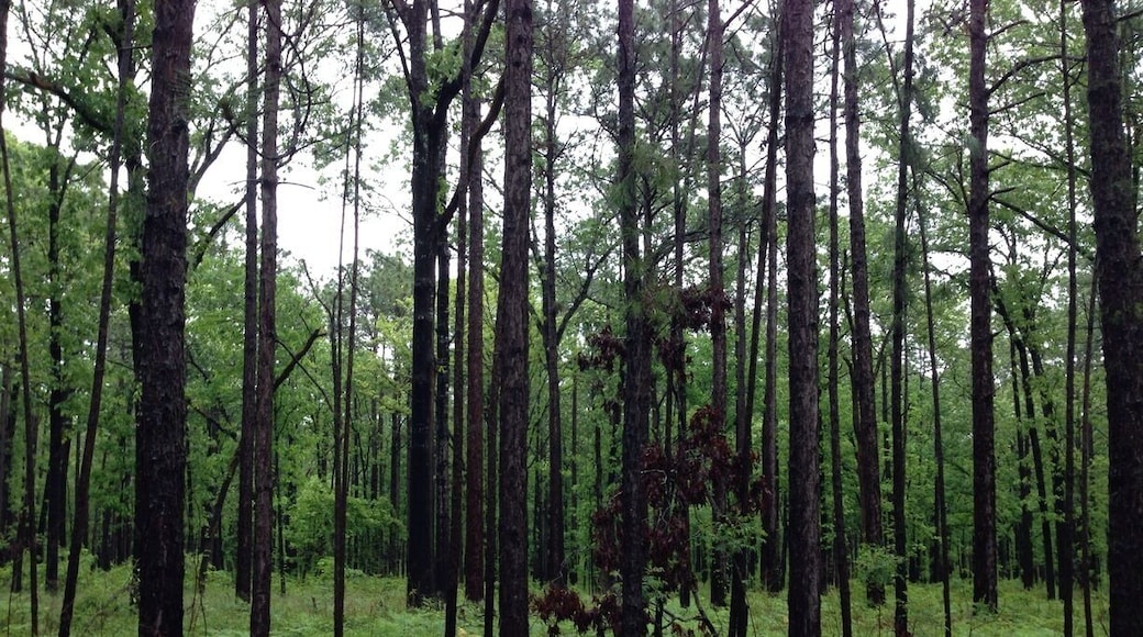 Three Rivers is where we stayed when we went to Panama. It's about an 1 hour and 40 min drive to the beach from the cabin and for us it was worth it to enjoy some privacy. The cabin (only 1 inside the park) can sleep up to 6 people. Inside the park we seen lots of deer and turtles. Inside dense forest and so quiet. Cabin comes with full kitchen and cooking supplies, washroom and shower. Much needed too after the beach.