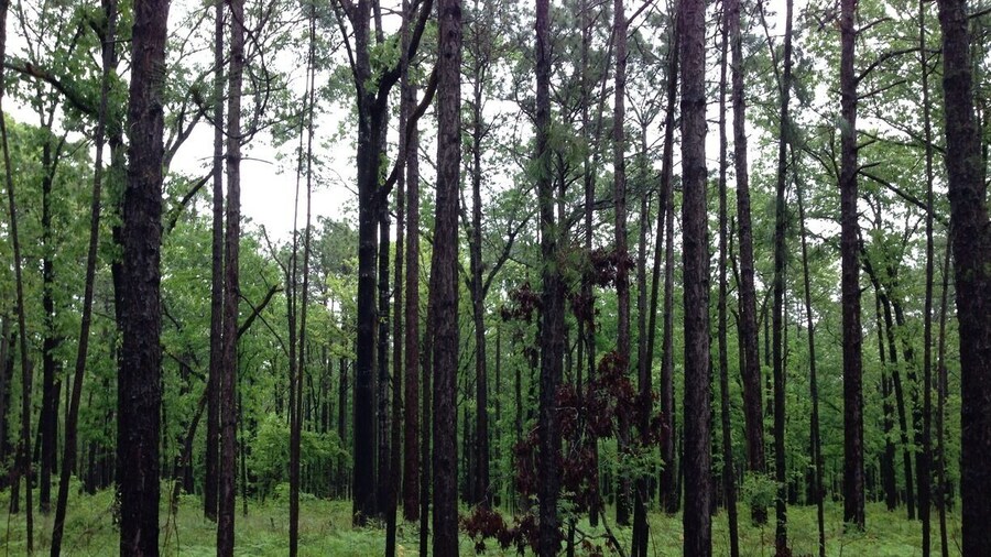 Three Rivers is where we stayed when we went to Panama. It's about an 1 hour and 40 min drive to the beach from the cabin and for us it was worth it to enjoy some privacy. The cabin