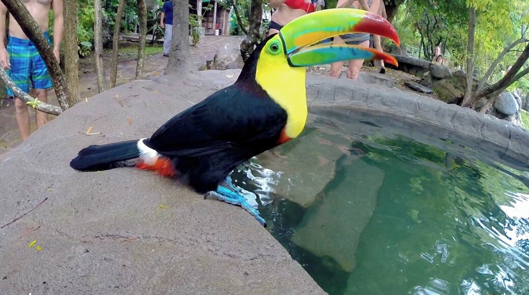 A colourful toucan decided to join us while we were relaxing in the hot springs of La Hornillas close to Miravalles volcano. He was so friendly!
http://www.divebuddies4life.com/miravalles-volcano-tour/