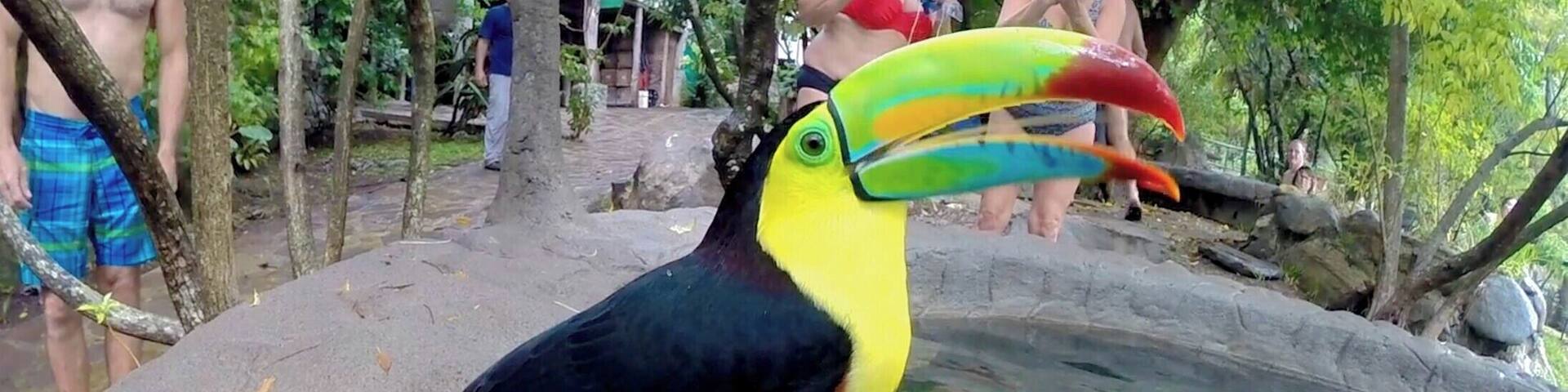 A colourful toucan decided to join us while we were relaxing in the hot springs of La Hornillas close to Miravalles volcano. He was so friendly!
http://www.divebuddies4life.com/miravalles-volcano-tour/