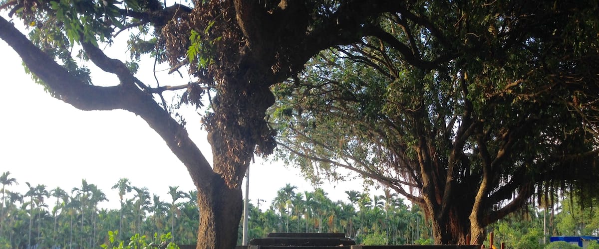A stone staircase leading up to a tree with a large canopy, surrounded by lush greenery and palm trees in the background.