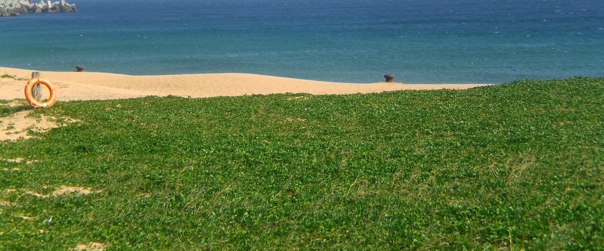 A beach with clear blue water, a sandy shore, and green vegetation.