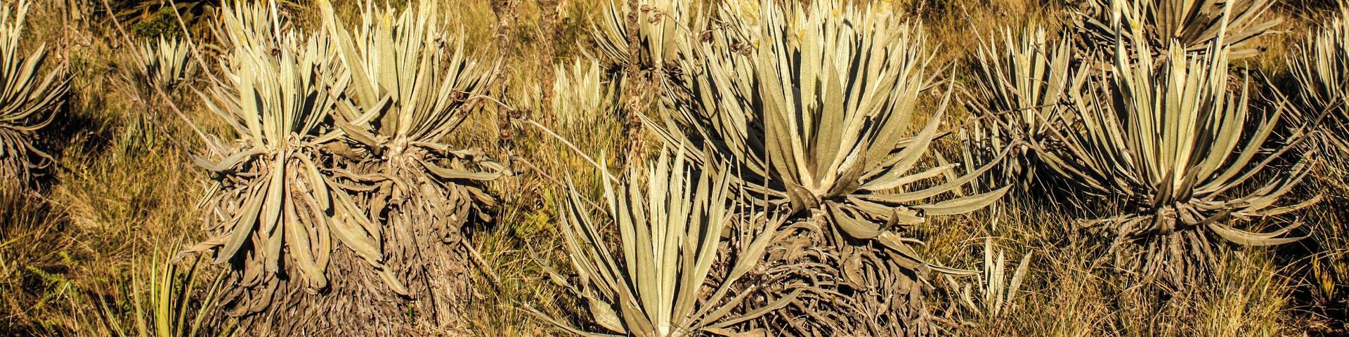 Matarredonda Ecological Park is located on the property Verjón, Tanavistá, El Hoyo, is unique and because there are important sources of water and lots of frailejones.