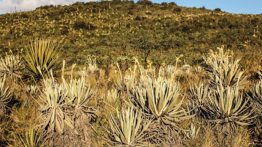 Matarredonda Ecological Park is located on the property Verjón, Tanavistá, El Hoyo, is unique and because there are important sources of water and lots of frailejones.
