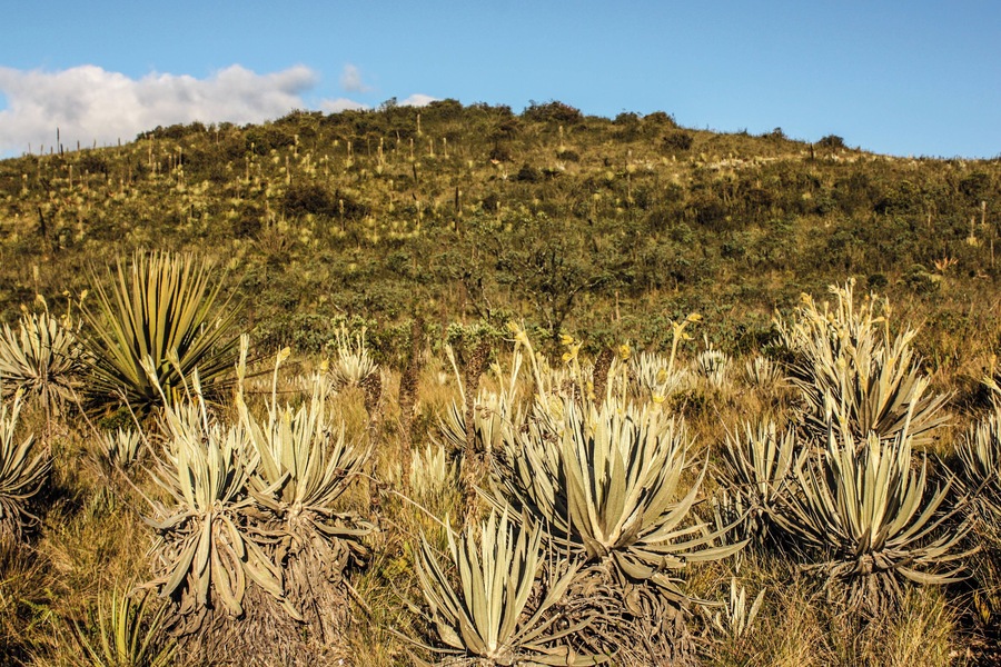 Matarredonda Ecological Park is located on the property Verjón, Tanavistá, El Hoyo, is unique and because there are important sources of water and lots of frailejones.