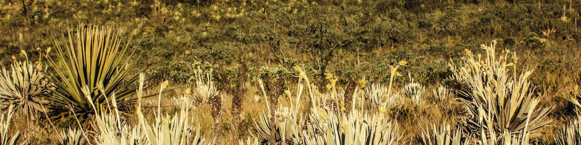 Matarredonda Ecological Park is located on the property Verjón, Tanavistá, El Hoyo, is unique and because there are important sources of water and lots of frailejones.