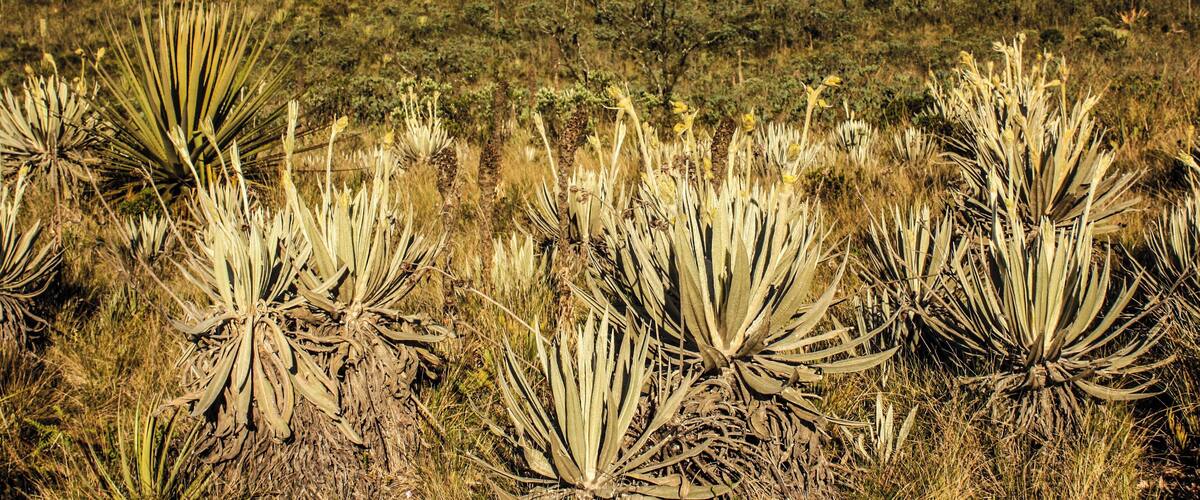 A landscape with agave plants in the foreground and a hill with sparse vegetation in the background.