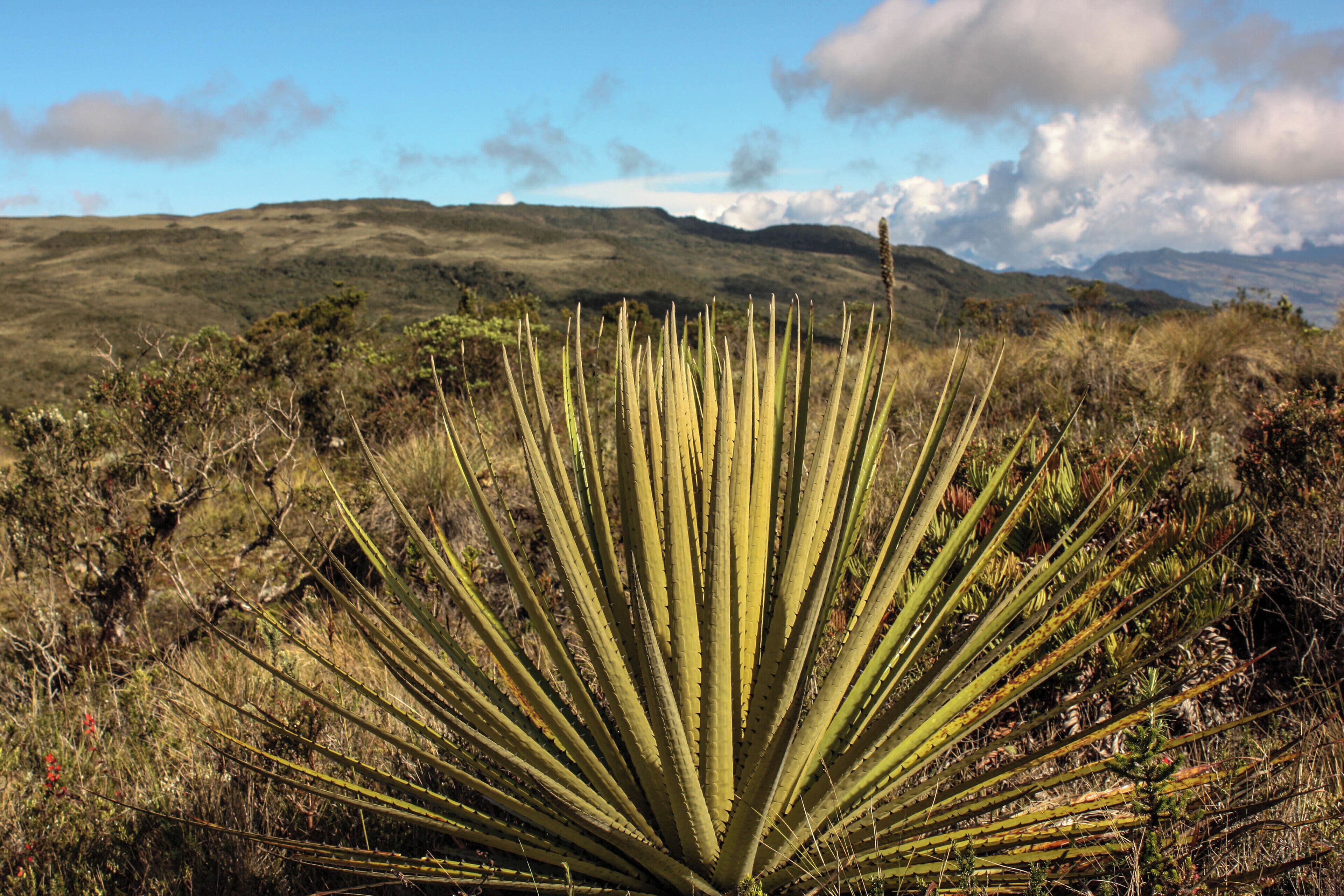 Matarredonda Ecological Park is located on the property Verjón, Tanavistá, El Hoyo, is unique and because there are important sources of water.