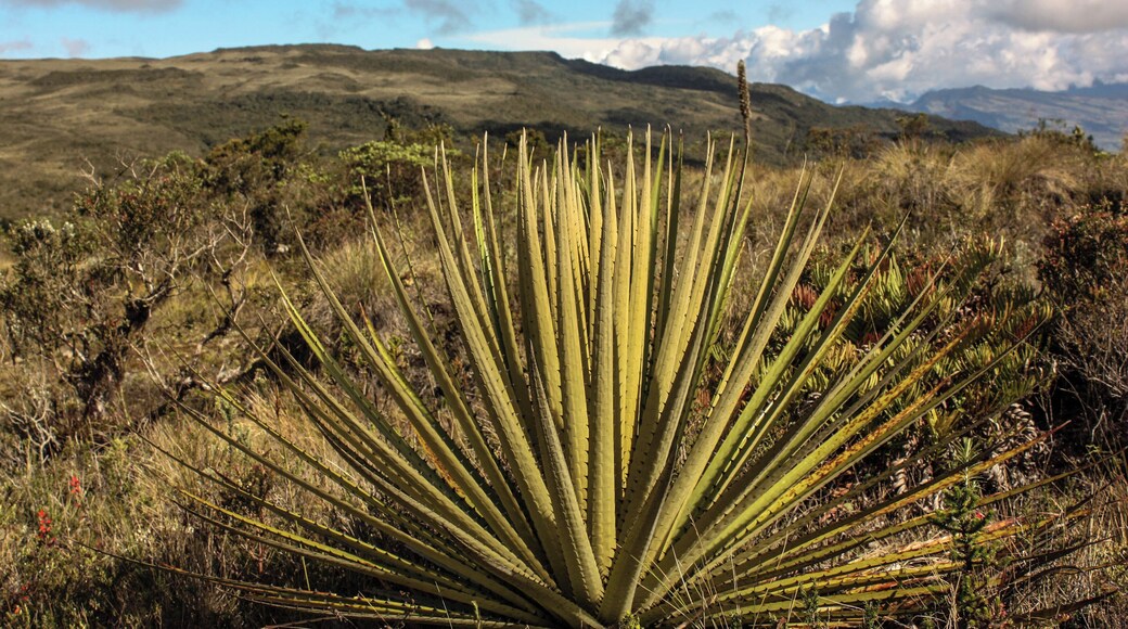 Matarredonda Ecological Park is located on the property Verjón, Tanavistá, El Hoyo, is unique and because there are important sources of water.