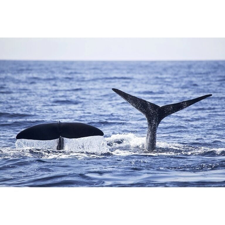 A mother sperm whale and calf heading down for dinner at the same time. They dive a couple thousand feet in search of squid, which is apparently plentiful in the deep waters around Dominica. After 40 minutes or so the whales will resurface for about 10 minutes to grab a new breath before heading back down for more grub.