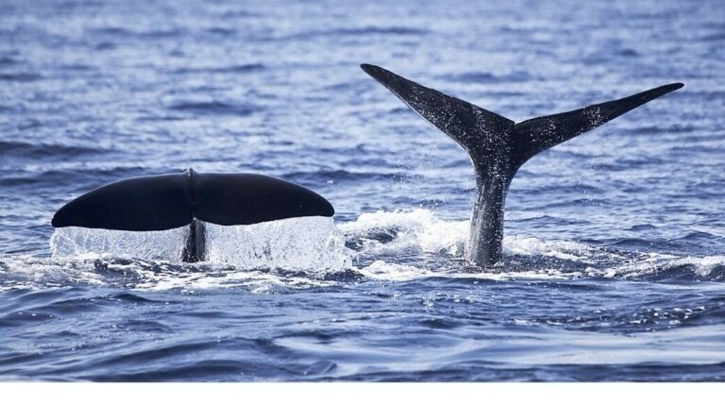 A mother sperm whale and calf heading down for dinner at the same time. They dive a couple thousand feet in search of squid, which is apparently plentiful in the deep waters around Dominica. After 40 minutes or so the whales will resurface for about 10 minutes to grab a new breath before heading back down for more grub.