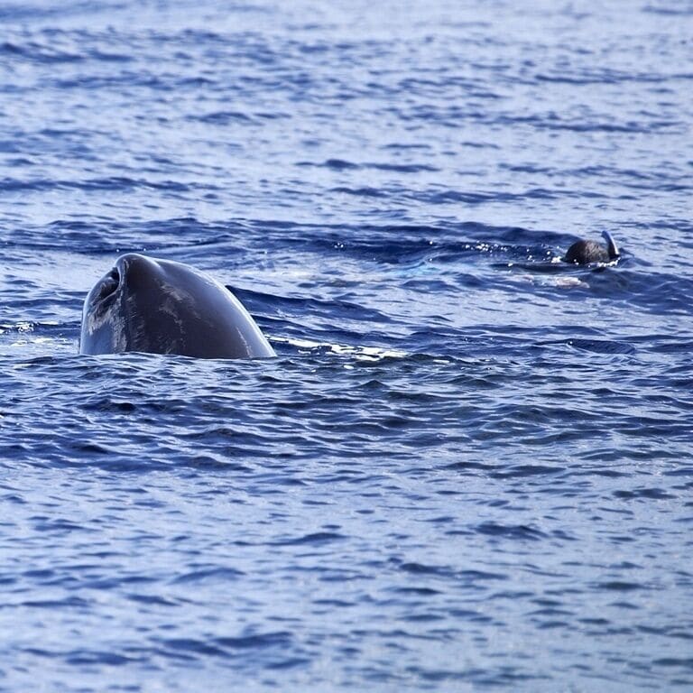 Here we are in the water with a sperm whale.  This time she's spy hopping to get a better view of us.