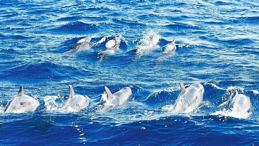 Whales aren't the only cetaceans around Dominica - these rough-toothed dolphins were a fabulous surprise. They are typically found far off-shore, but the deep water around Dominica allows them to venture a bit closer than normal. More than two dozen of them flirted with the boat for a quarter of an hour before they grew bored and moved on. We tried to get in the water with them, but they seemed quite disinterested.
