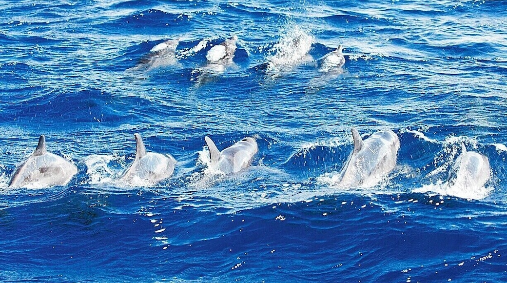 Whales aren't the only cetaceans around Dominica - these rough-toothed dolphins were a fabulous surprise. They are typically found far off-shore, but the deep water around Dominica allows them to venture a bit closer than normal. More than two dozen of them flirted with the boat for a quarter of an hour before they grew bored and moved on. We tried to get in the water with them, but they seemed quite disinterested.