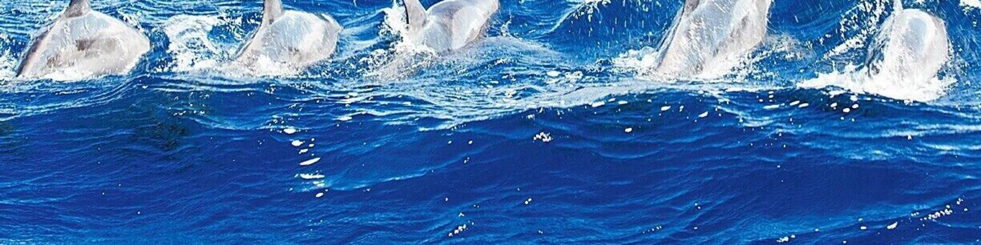 Whales aren't the only cetaceans around Dominica - these rough-toothed dolphins were a fabulous surprise. They are typically found far off-shore, but the deep water around Dominica allows them to venture a bit closer than normal. More than two dozen of them flirted with the boat for a quarter of an hour before they grew bored and moved on. We tried to get in the water with them, but they seemed quite disinterested.