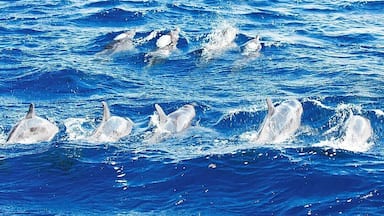 Whales aren't the only cetaceans around Dominica - these rough-toothed dolphins were a fabulous surprise. They are typically found far off-shore, but the deep water around Dominica allows them to venture a bit closer than normal. More than two dozen of them flirted with the boat for a quarter of an hour before they grew bored and moved on. We tried to get in the water with them, but they seemed quite disinterested.