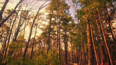 A colorful autumn trail landscape in the forest at Raven Rock State Park in Lillington, North Carolina USA