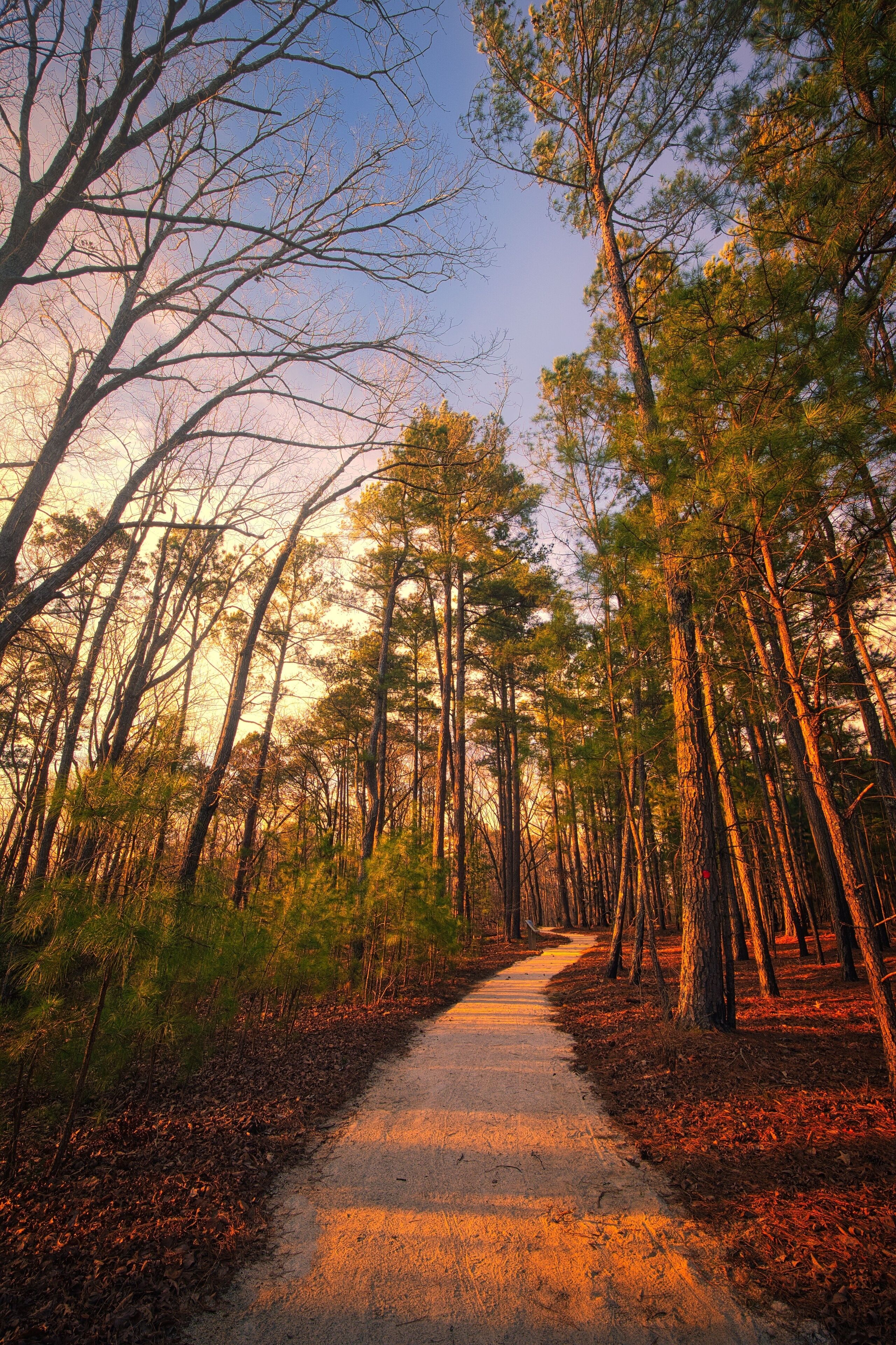 A forest path surrounded by tall pine trees.