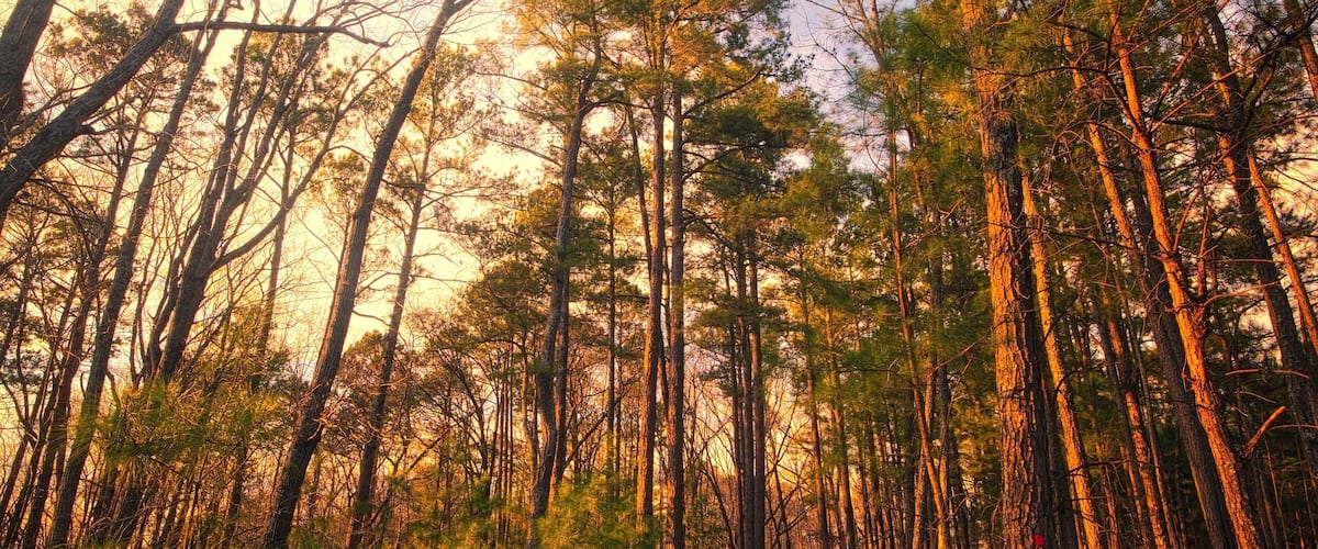A forest path surrounded by tall pine trees.