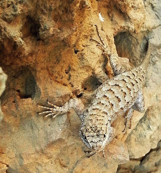 I'm surprised he/she let me get this close.