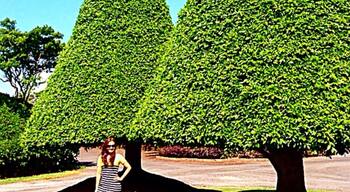 Melaleuca Station Memorial Gardens and Crematorium is situated in a beautiful and tranquil location in the Tweed Valley. It is a complete funeral care centre.
Over 5.5 hectares of beautiful gardens with Australian native plants, magnificent hedging and sculpted trees provide a haven of natural beauty and serenity. A place that allows you the peace to grieve and reflect, a place that honours your loved one. Melaleuca is not only a place of peace. It is an extraordinary memorial to those who have gone before us. It is an important gift for our children, their children, their grandchildren.