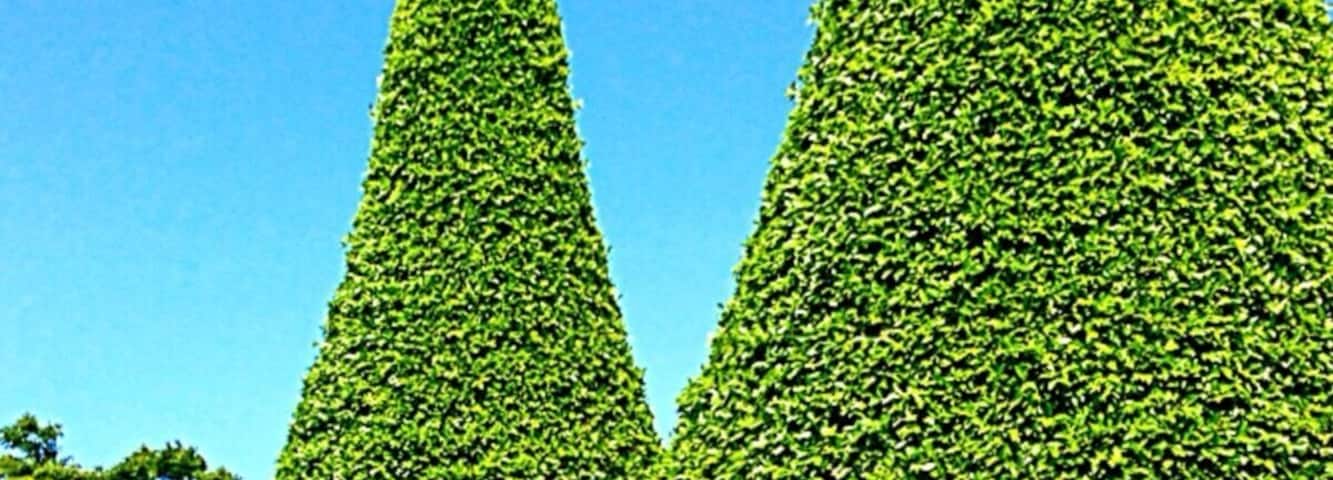 Melaleuca Station Memorial Gardens and Crematorium is situated in a beautiful and tranquil location in the Tweed Valley. It is a complete funeral care centre.
Over 5.5 hectares of beautiful gardens with Australian native plants, magnificent hedging and sculpted trees provide a haven of natural beauty and serenity. A place that allows you the peace to grieve and reflect, a place that honours your loved one. Melaleuca is not only a place of peace. It is an extraordinary memorial to those who have gone before us. It is an important gift for our children, their children, their grandchildren.