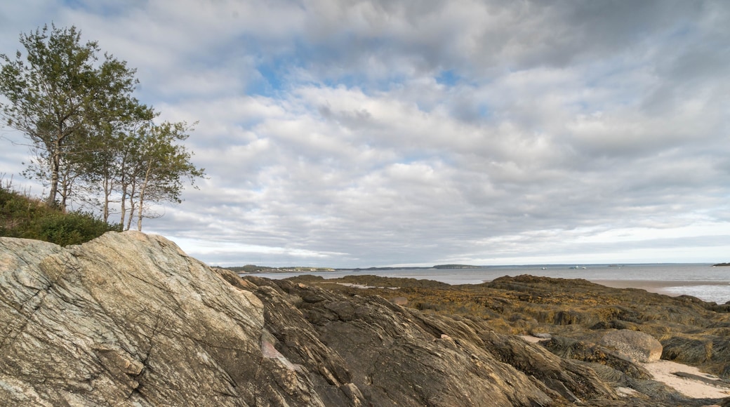 a view of the Bay of Fundy near Pocologan in New Brunswick with a lone tree in the foreground