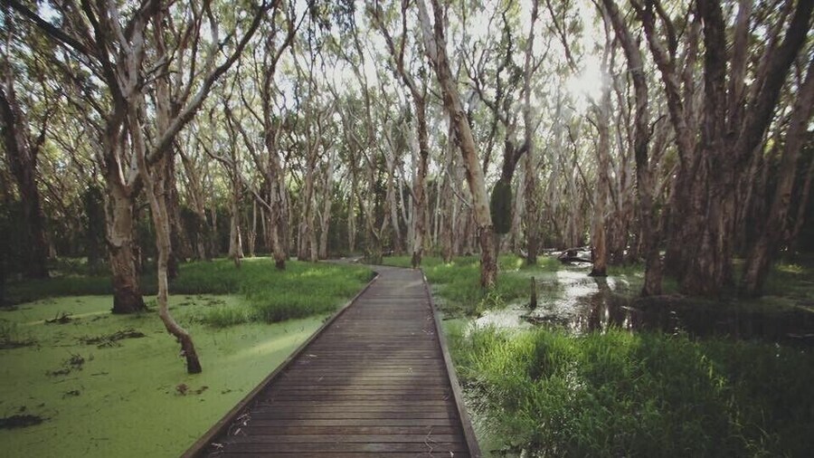 Melaleuca forest with beautiful scenery especially after some rain. There’s two timber bird hides along the track, mozzie repellent is a must if going in early morning or late afternoon.
