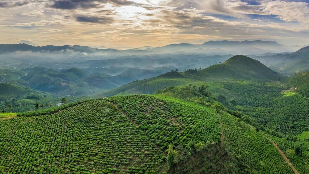 The tea plantations background, tea leaves in tea plantation , Tea plantations in morning light, Bao Loc, Lam Dong, Vietnam
