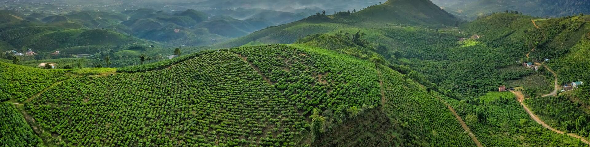 The tea plantations background, tea leaves in tea plantation , Tea plantations in morning light, Bao Loc, Lam Dong, Vietnam