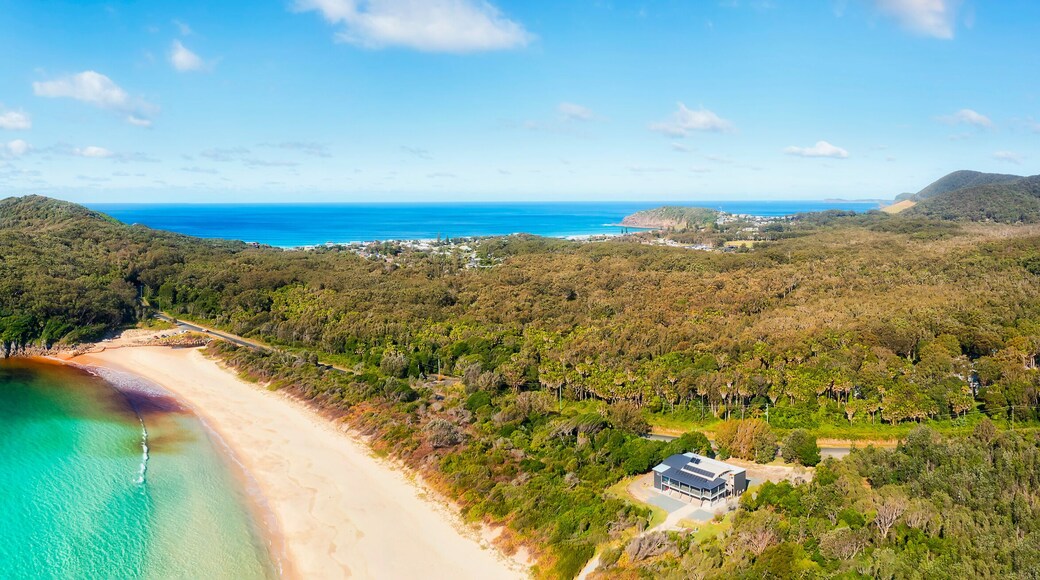 D Eliz bay seagull shelly to bay pan