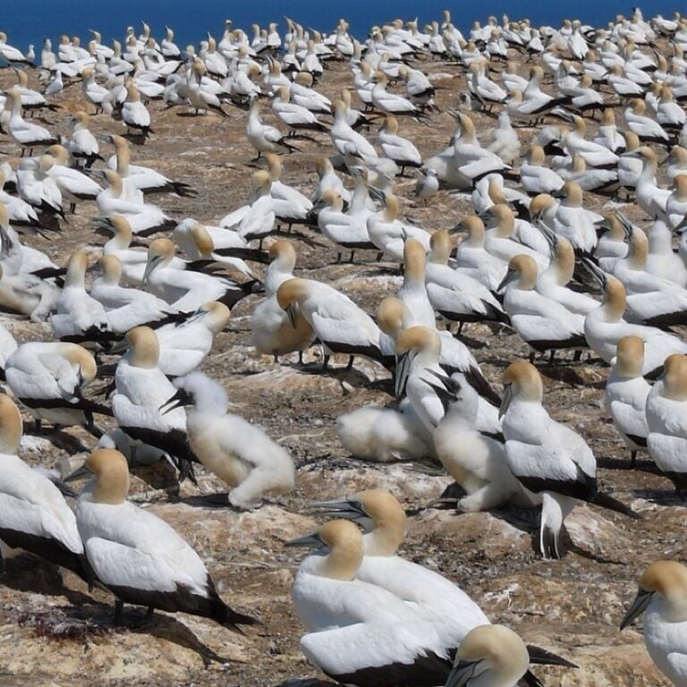 Um grande grupo de aves marinhas em terreno rochoso.