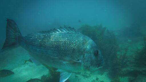 The best place in New Zealand to see very large snapper easily while snorkeling.