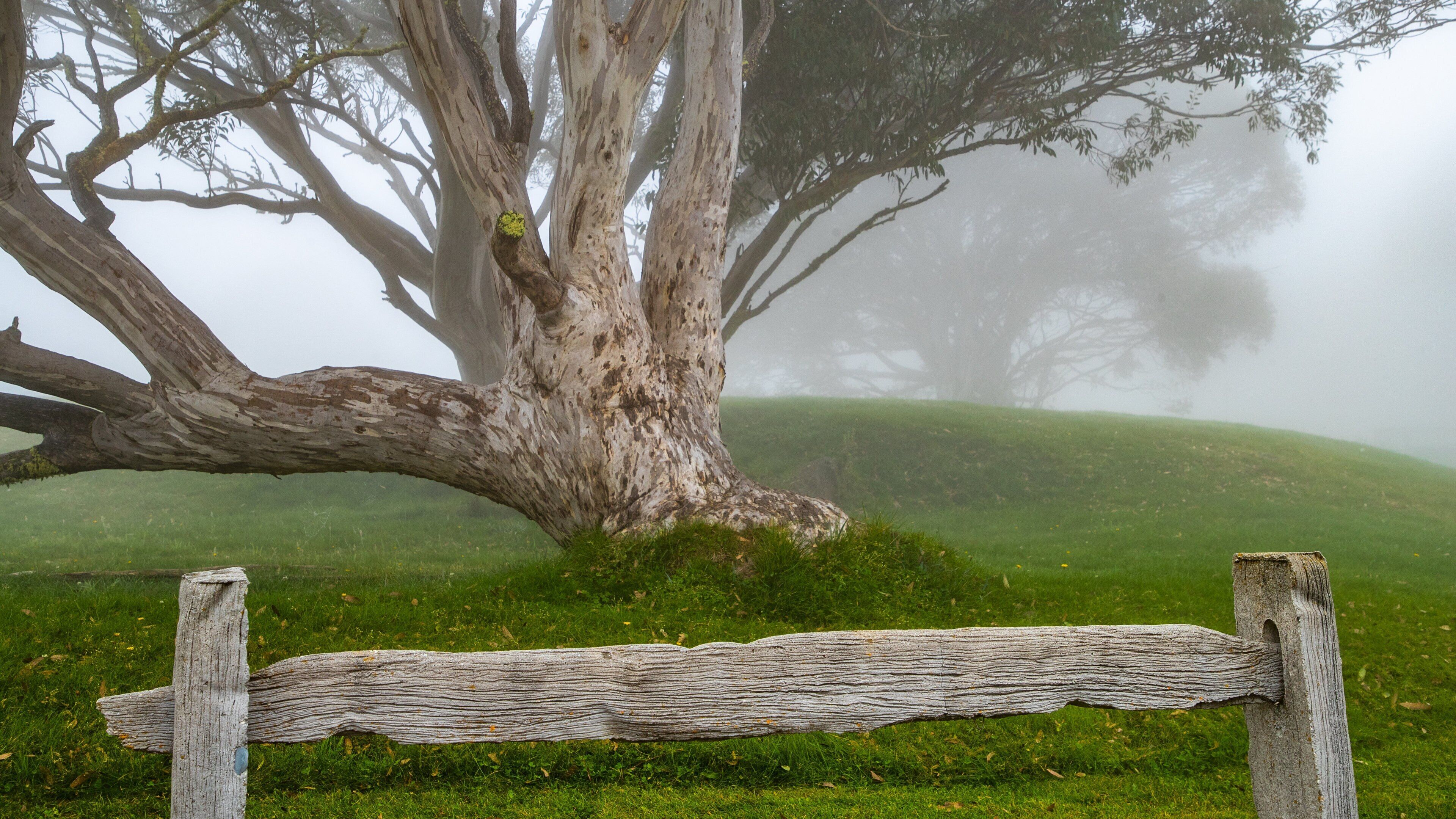 Dinner Plain showing mist or fog and tranquil scenes