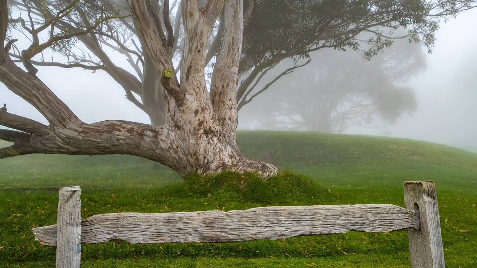 A large tree with a leaning trunk in a foggy landscape.