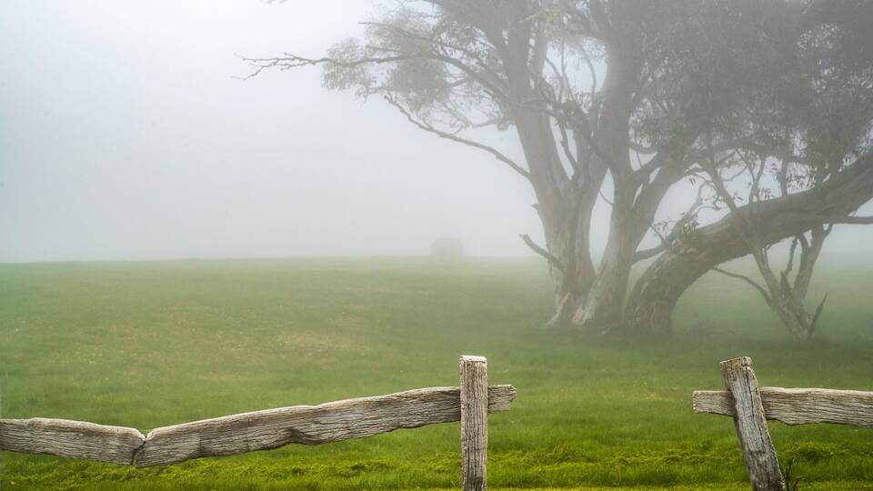 A foggy field with a wooden fence and a large tree in the distance.