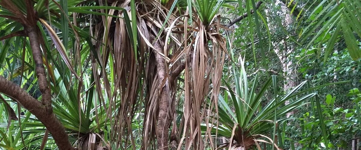 "Pandanus Trees"
I swam through the warm spring waters at #BerrySprings a few times and saw some awesome fish, as well as getting up close to these Pandanus trees hugging the creek banks.  
Berry Springs is about a one hour drive from Darwin.  Easy for #waterlust-ing, #hiking, #picnicing, #relaxing and a pleasing place to visit on one's #weekendgetaway or #roadtrip.
#Green