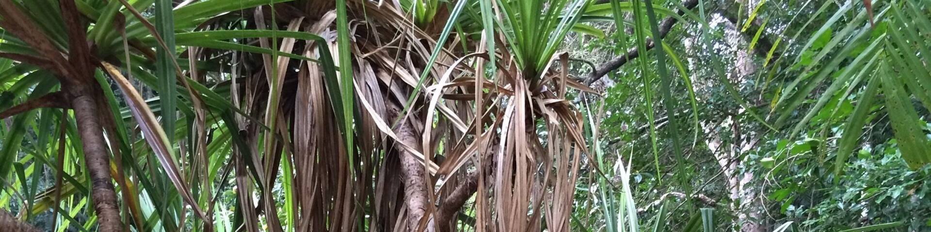 "Pandanus Trees"
I swam through the warm spring waters at #BerrySprings a few times and saw some awesome fish, as well as getting up close to these Pandanus trees hugging the creek banks.
Berry Springs is about a one hour drive from Darwin. Easy for #waterlust-ing, #hiking, #picnicing, #relaxing and a pleasing place to visit on one's #weekendgetaway or #roadtrip.
#Green