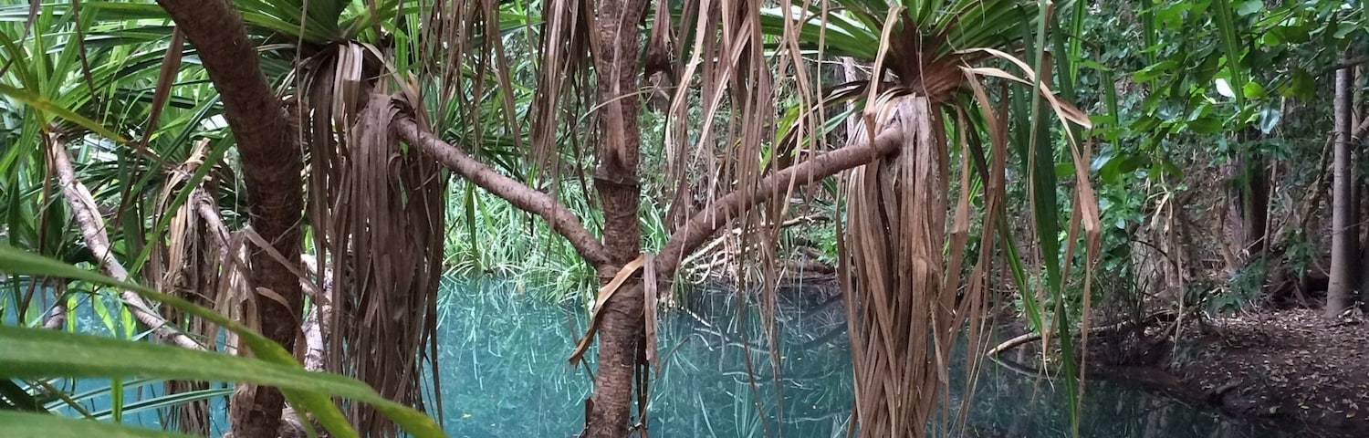 "Pandanus Trees"
I swam through the warm spring waters at #BerrySprings a few times and saw some awesome fish, as well as getting up close to these Pandanus trees hugging the creek banks.  
Berry Springs is about a one hour drive from Darwin.  Easy for #waterlust-ing, #hiking, #picnicing, #relaxing and a pleasing place to visit on one's #weekendgetaway or #roadtrip.
#Green