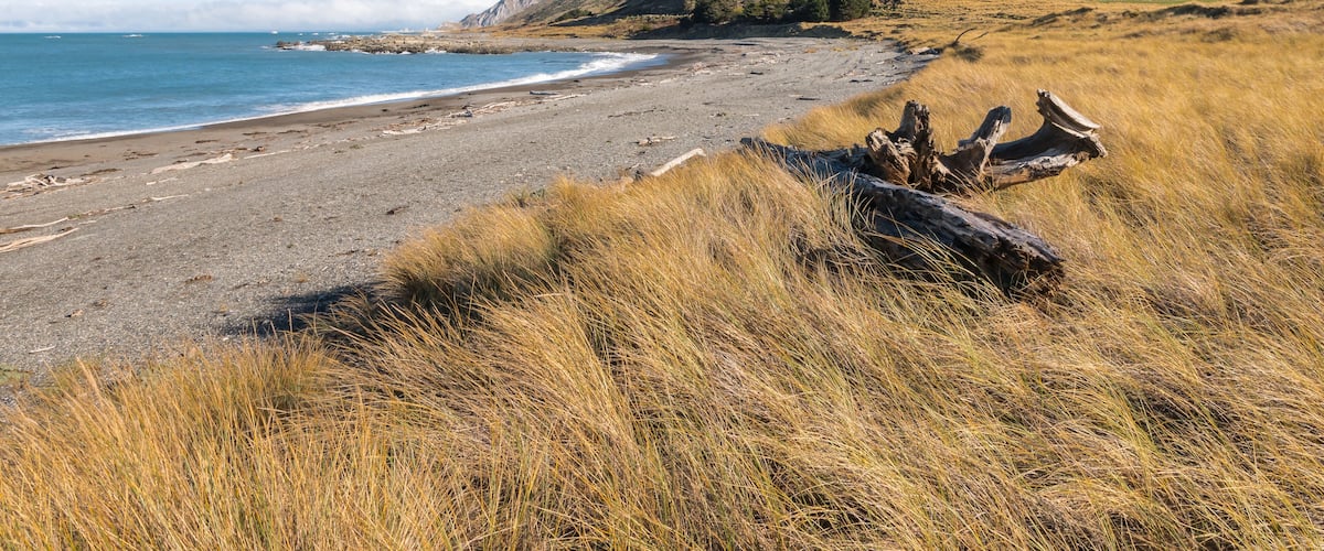 A beach with a large log, grassy dunes, and a mountain in the background.