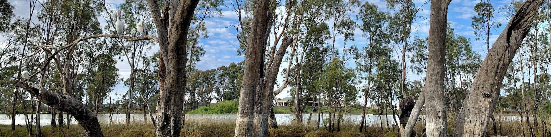 On the Murray River