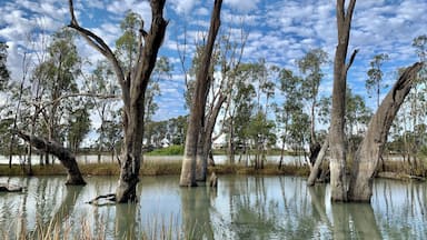 On the Murray River