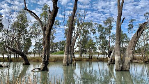 On the Murray River
