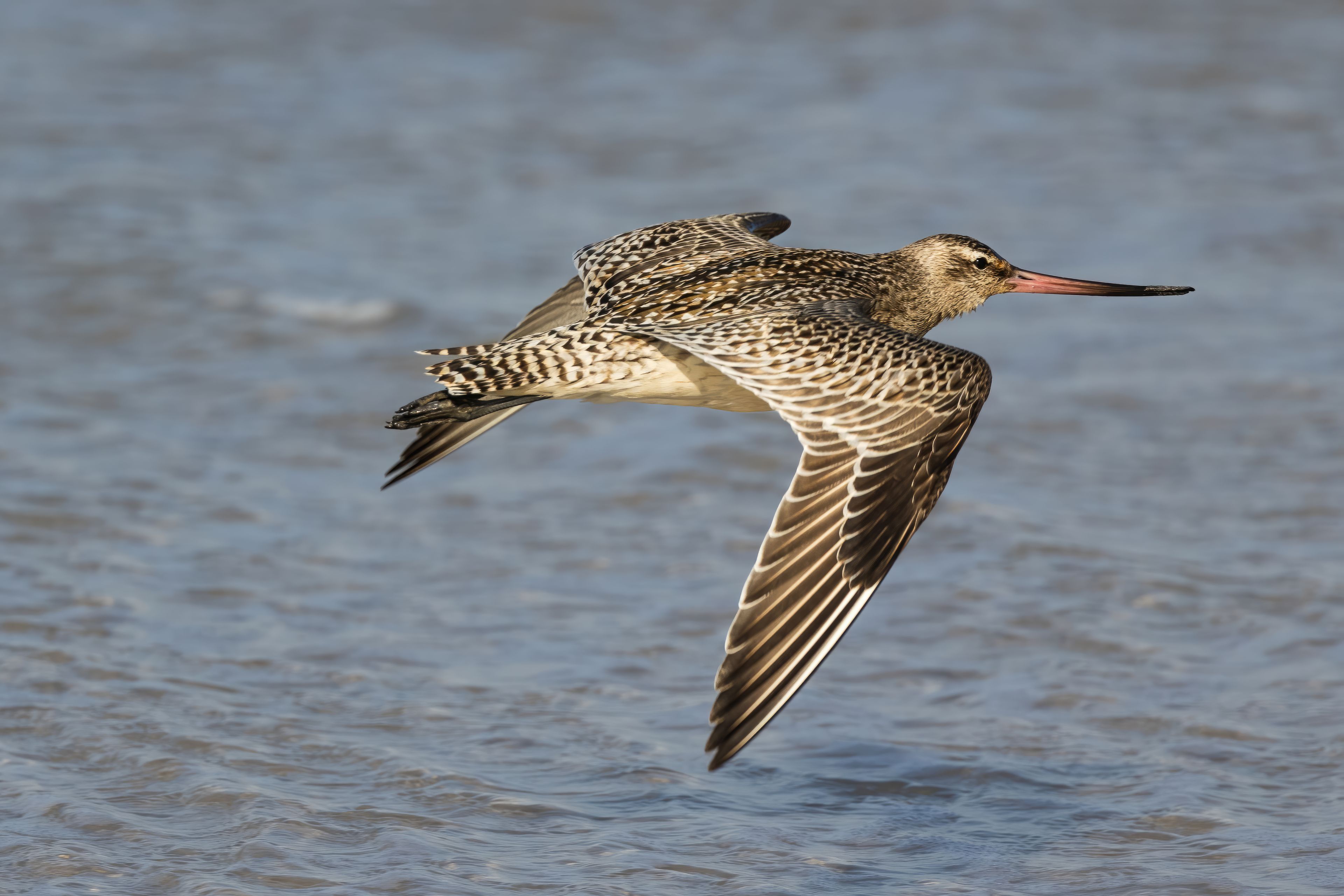 A migrating Bar Tailed Godwit flying across the water at Bribie Island in Queensland, Australia.