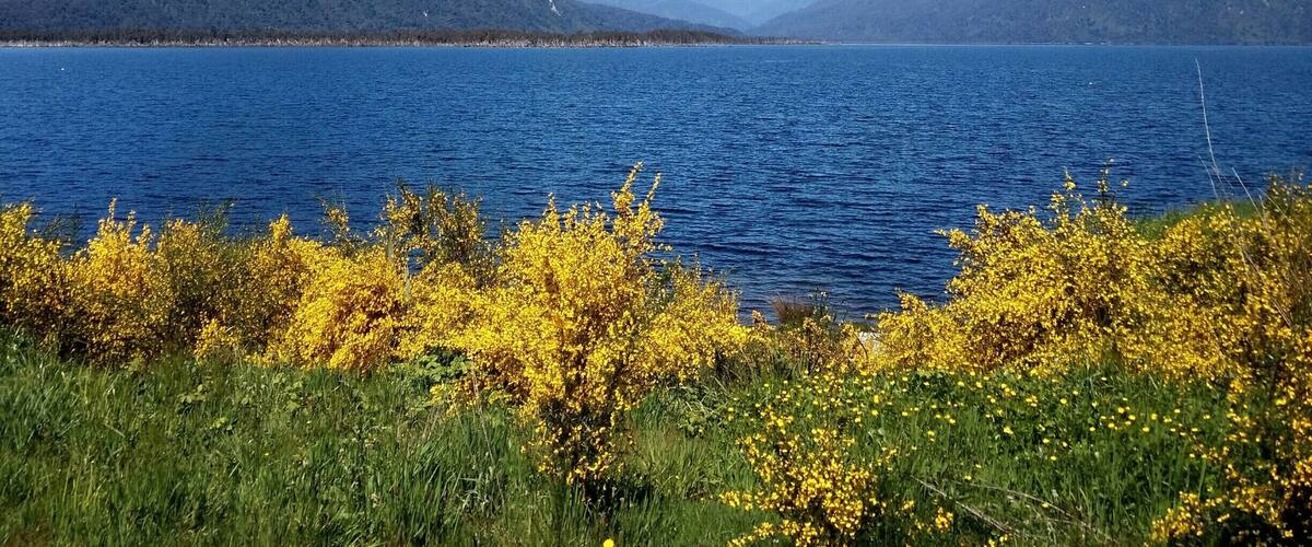 A lake with mountains in the background and yellow wildflowers in the foreground.